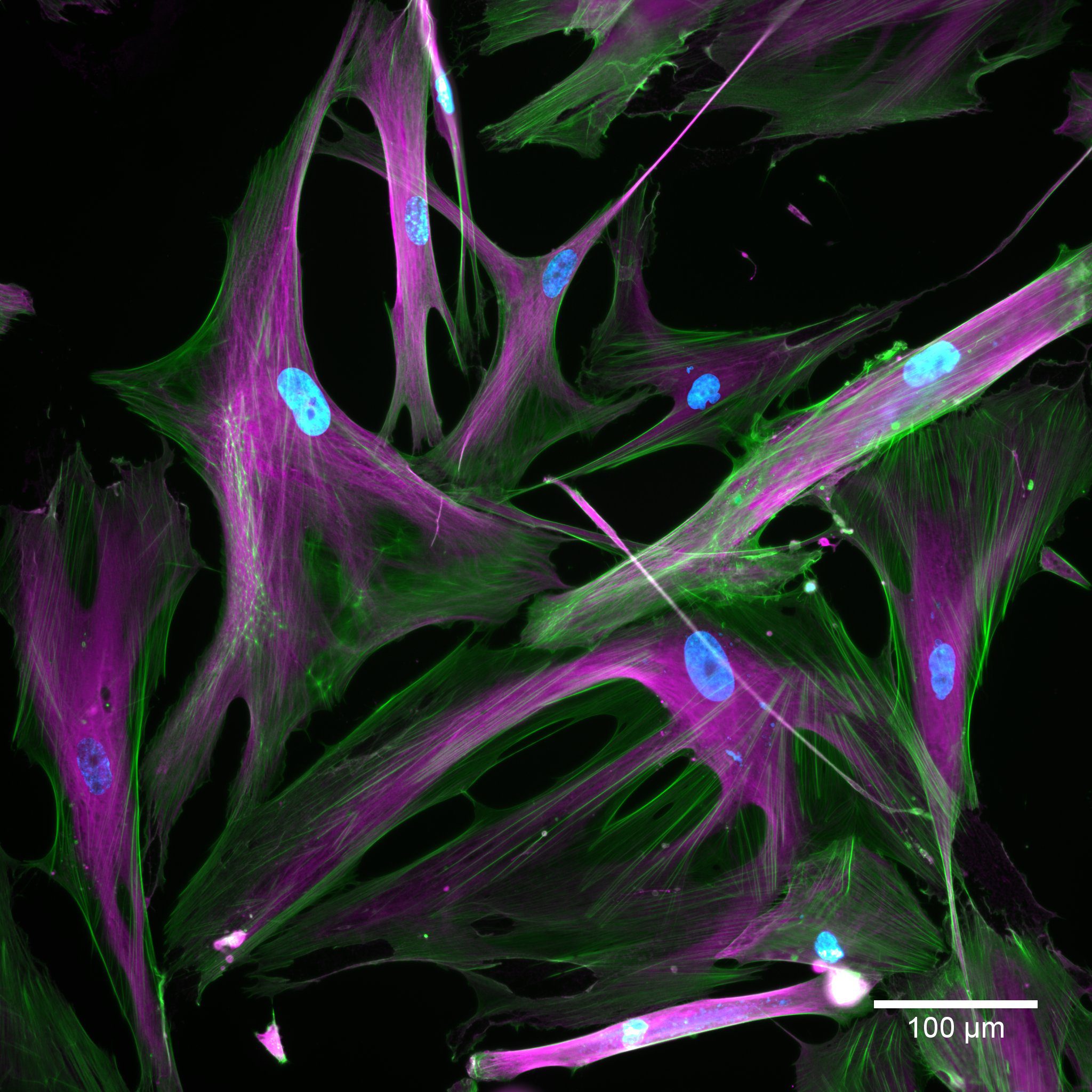 20x Senescent Cell