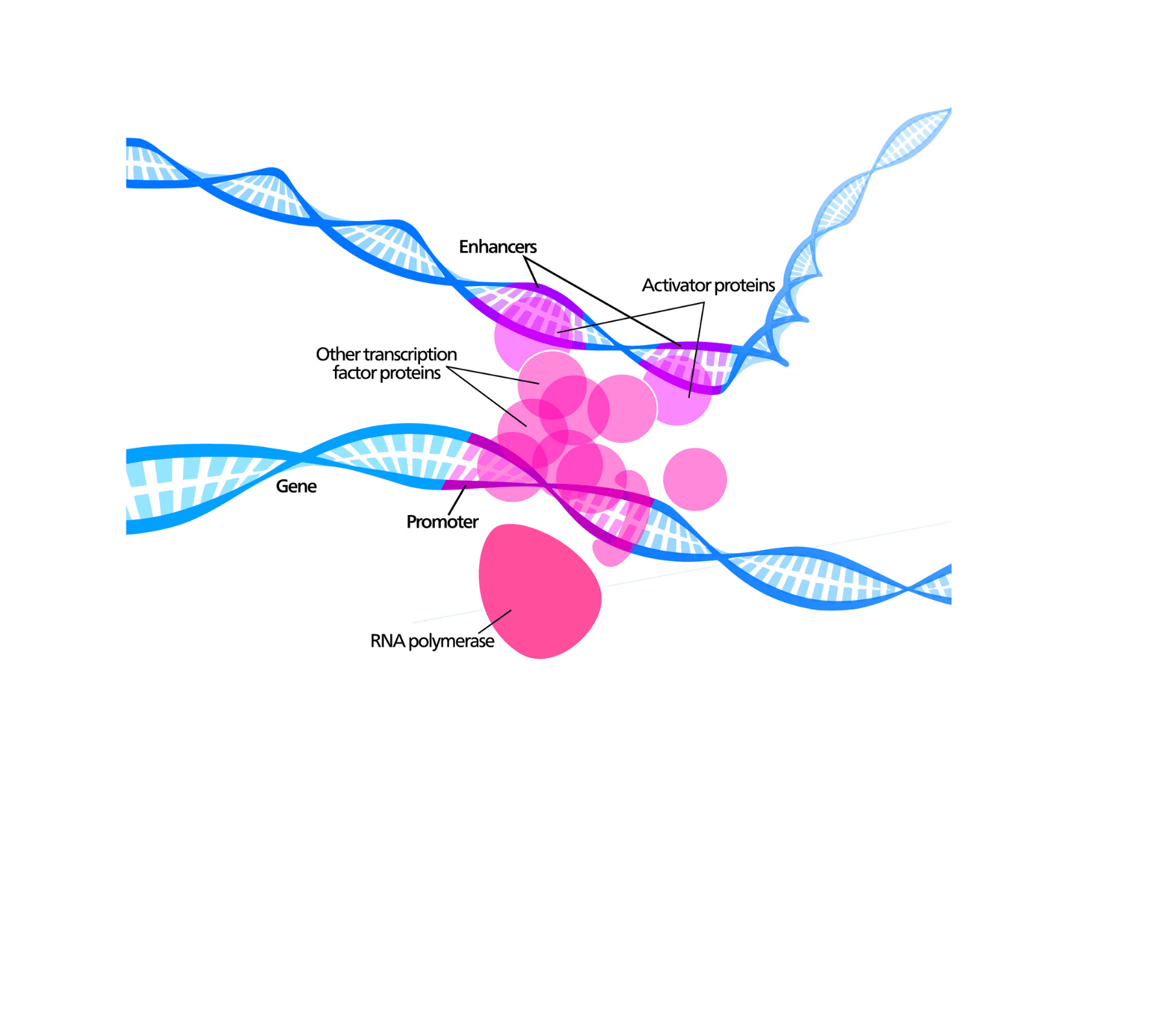 rsz transcription